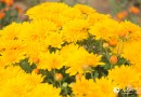 09-20 陕西玉华宫唐风佛韵菊花文化展即将开幕
