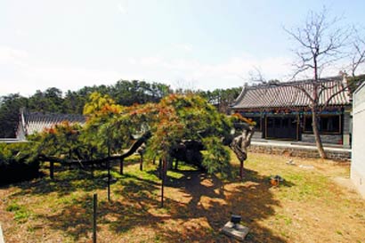 春到延寿寺 赏松观泉拜观世音菩萨