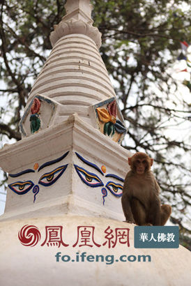探访尼泊尔闻名于世猴庙:猴子也“修行”(组图)