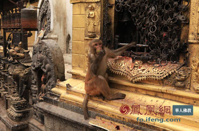 探访尼泊尔闻名于世猴庙:猴子也“修行”(组图)