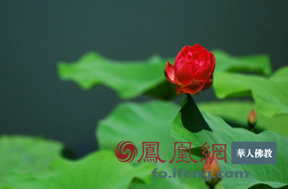 沉睡千年的莲子