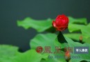 沉睡千年的莲子
