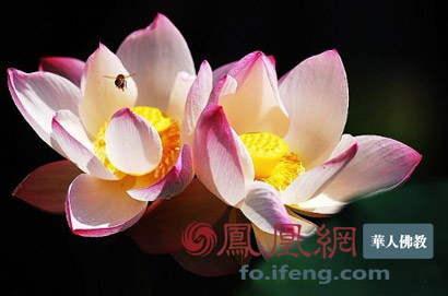 温莎公爵:喝洗手水的赢家