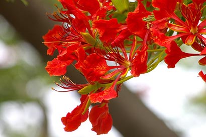 尘埃里开出鲜花