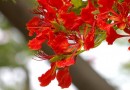 尘埃里开出鲜花