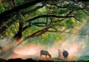砍柴挑水无非禅